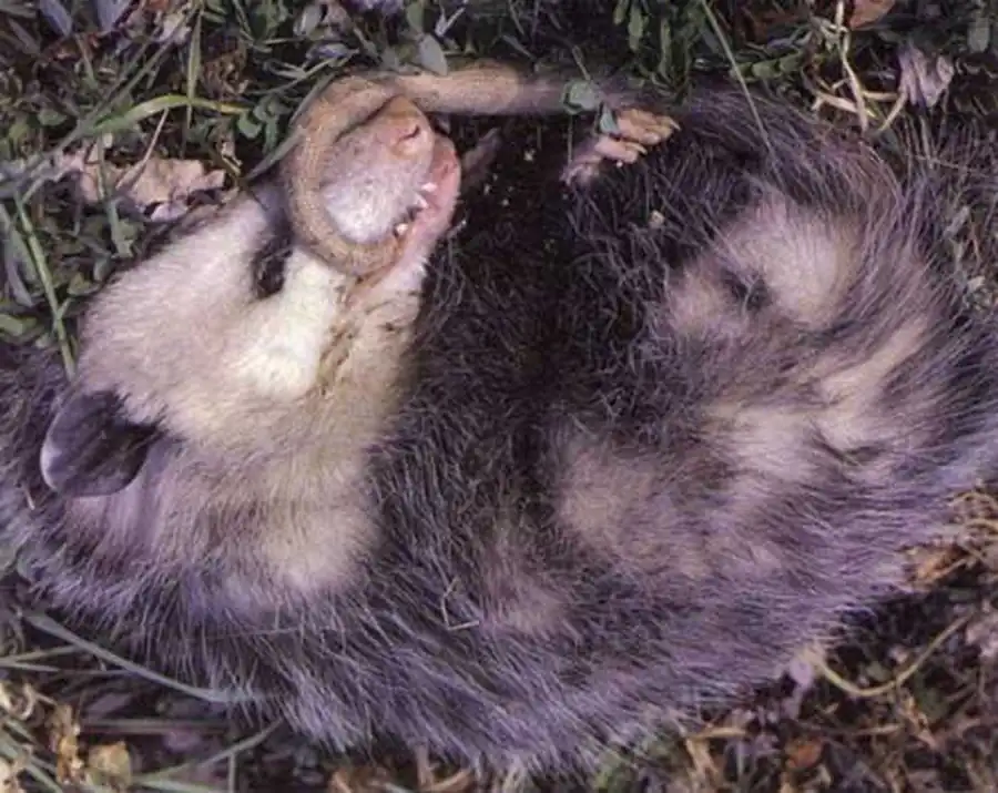 Североамериканский опоссум