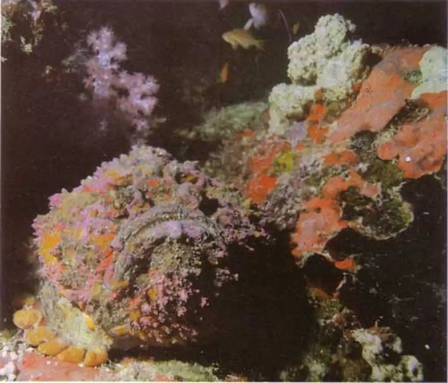 Бородавчатка