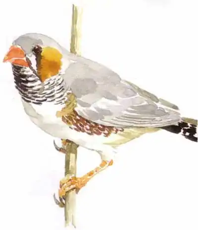 Травяная амадина
