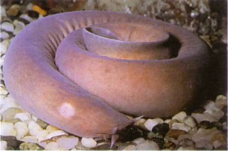 Миксина