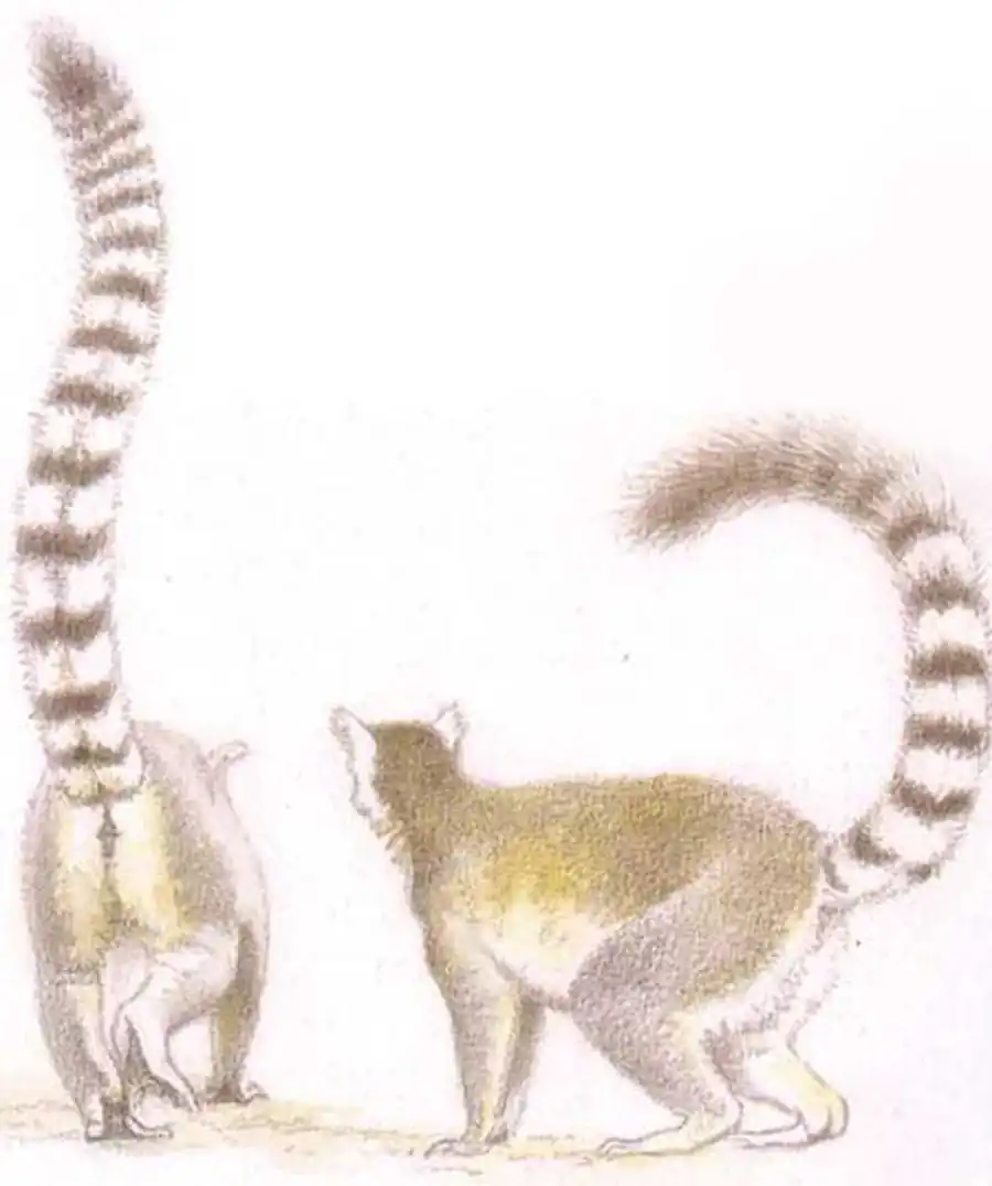 кошачий лемур