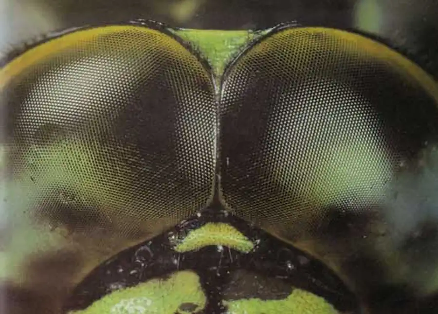 Глаза стрекозы