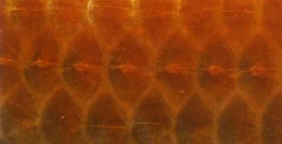 боковая линия карася боковая линия карася