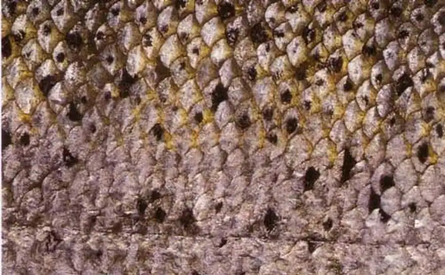 боковая линия лосося боковая линия лосося