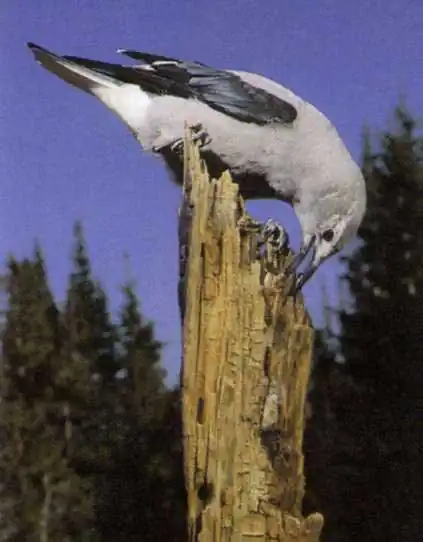 ореховка