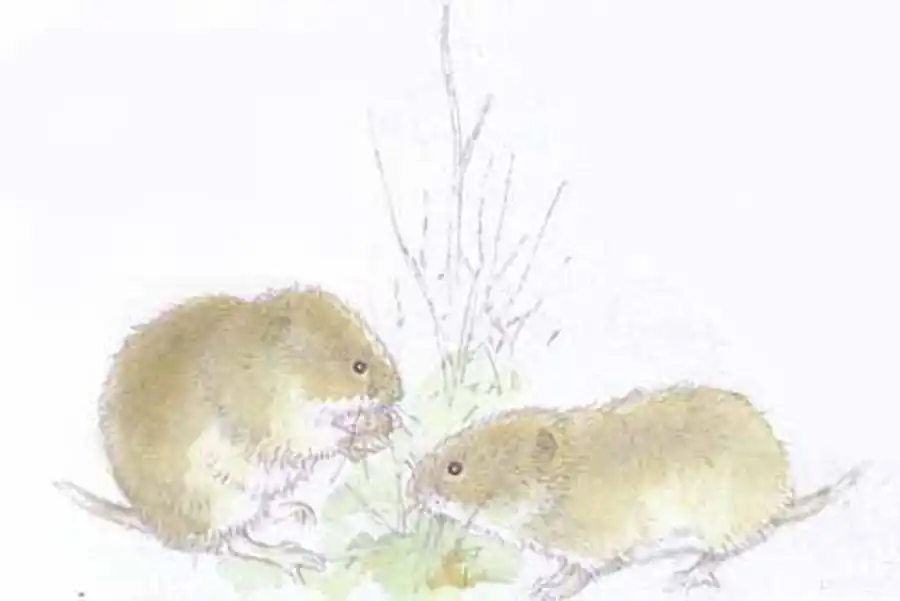 самки полевки