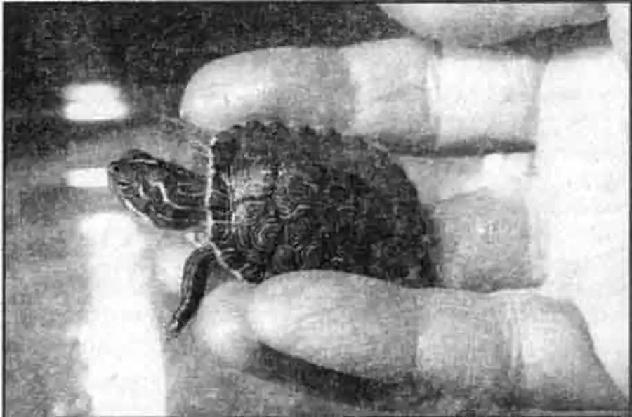 Черепахи аквариумные и сухопутные