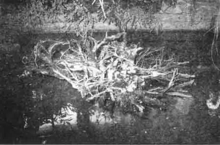 Большие коряги очень украшают водоем, кроме того, на них удобно располагаются черепахи. Большие коряги очень украшают водоем, кроме того, на них удобно располагаются черепахи.