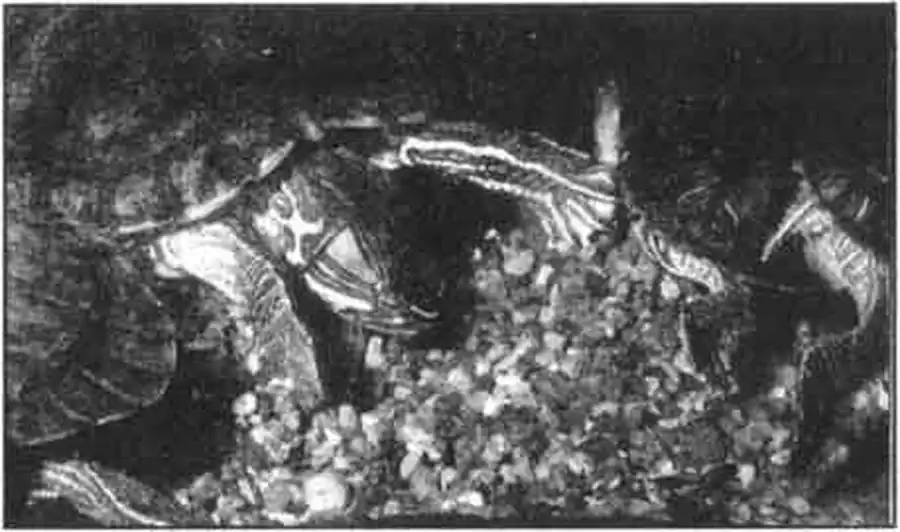 В поисках корма черепахи разрывают грунт. В поисках корма черепахи разрывают грунт.