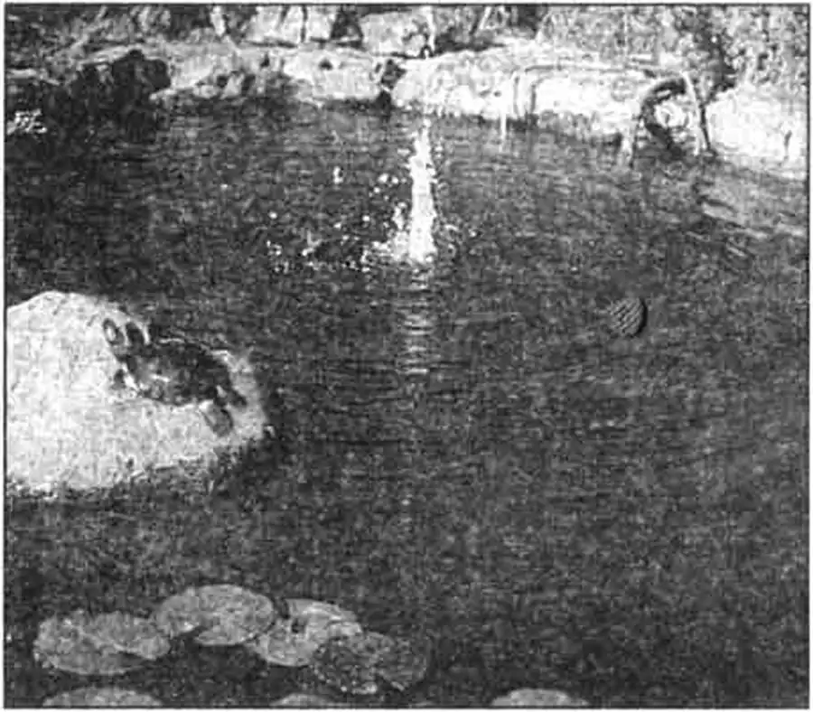 Летом водных черепах можно вывезти на дачу и поселить в огороженном пруду. Летом водных черепах можно вывезти на дачу и поселить в огороженном пруду.Летом водных черепах можно вывезти на дачу и поселить в огороженном пруду.