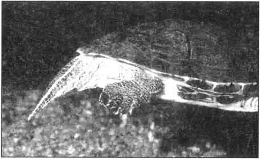 Типичный хвост типичного самца украшенной черепахи. Типичный хвост типичного самца украшенной черепахи.