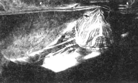 Передние лапы самцов украшенных черепах имеют длинные когти. Передние лапы самцов украшенных черепах имеют длинные когти.