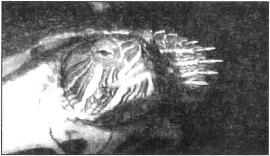 Самки многих черепах обычно крупнее самцов, а у украшенных и некоторых других видов когти значительно короче. Самки многих черепах обычно крупнее самцов, а у украшенных и некоторых других видов когти значительно короче.