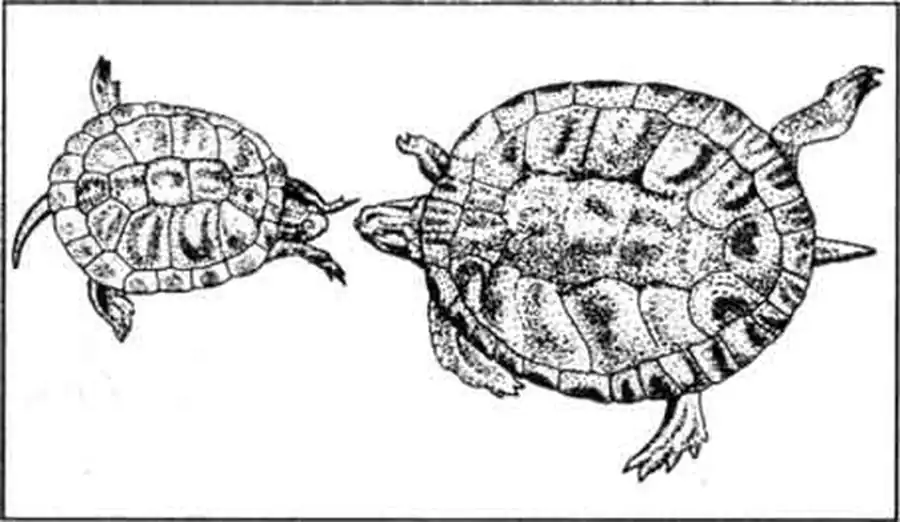 Очень интересно выглядит ухаживание у украшенных черепах. Самец плывет перед своей избранницей хвостом вперед, щекоча ее щеки своими длинными коготками. Спариваются животные в воде (по: Obst und al., 1984). Очень интересно выглядит ухаживание у украшенных черепах. Самец плывет перед своей избранницей хвостом вперед, щекоча ее щеки своими длинными коготками. Спариваются животные в воде (по: Obst und al., 1984).