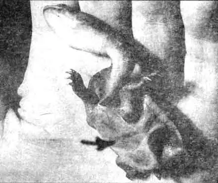 На месте прикрепления желточного мешка некоторое время можно будет видеть щель в пластроне (указана стрелкой). На фото—пока еще живая молодая змеиношеяя черепашка; она не вынесла перелета и погибла на следующий день после приземления в «Шереметьево-2». На месте прикрепления желточного мешка некоторое время можно будет видеть щель в пластроне (указана стрелкой). На фото—пока еще живая молодая змеиношеяя черепашка; она не вынесла перелета и погибла на следующий день после приземления в «Шереметьево-2».