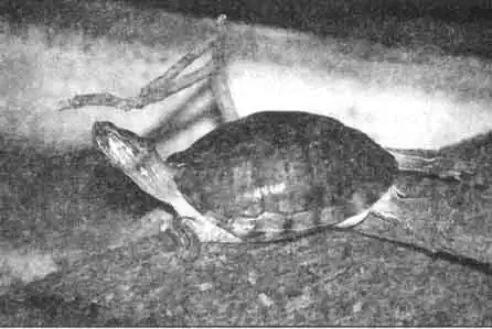 Окраска взрослых красноухих черепах с возрастом становится менее яркой.