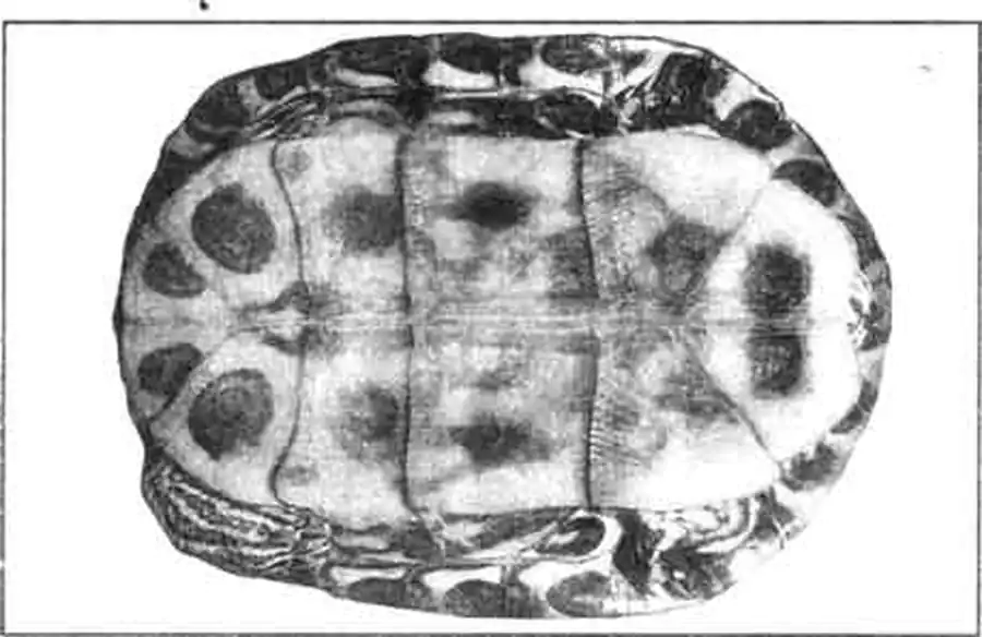 На желтом пластроне красноухой черепахи имеется характерный темный рисунок.