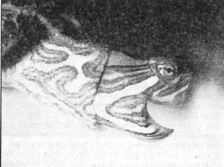 Несомненным украшением красноухой черепахи служат, красные или оранжевые пятна, располагающиеся позади глаз.