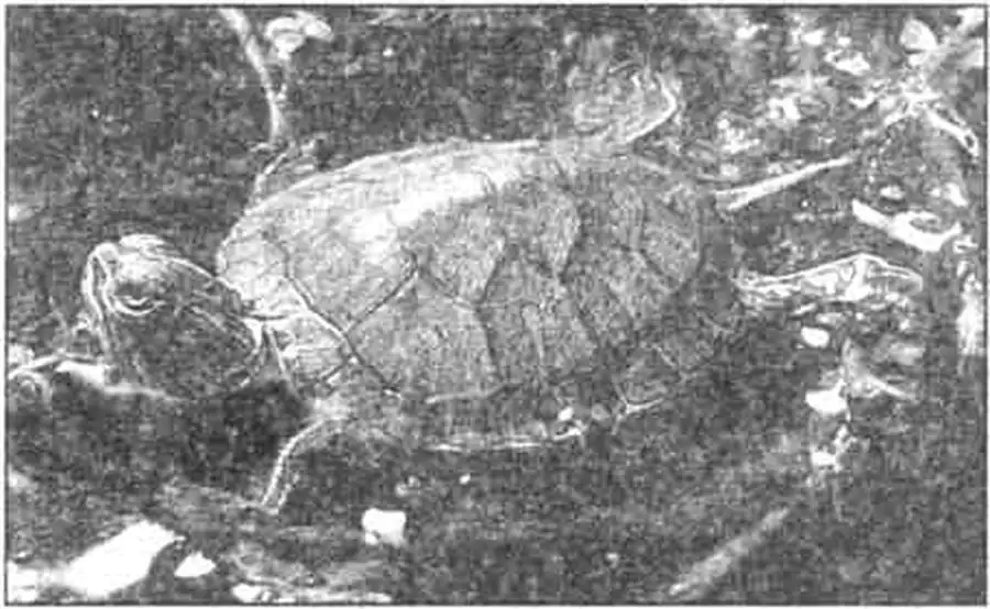 Молодая красноухая черепаха греется, лежа на плавающих у поверхности воды растениях.