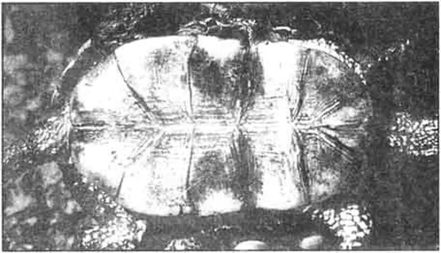 Пластрон болотной черепахи. Пластрон болотной черепахи.