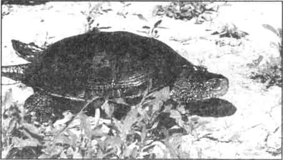 Европейская болотная черепаха. Европейская болотная черепаха.