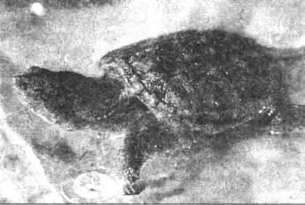 Молодая каймановая черепаха. Молодая каймановая черепаха.