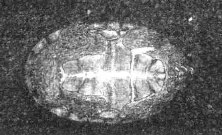 Пластрон мускусной черепахи.