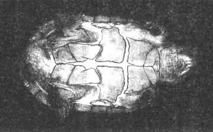Пластрон малой мускусной черепахи.