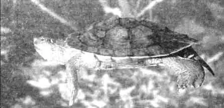 Ложная географическая черепаха в аквариуме. Ложная географическая черепаха в аквариуме.