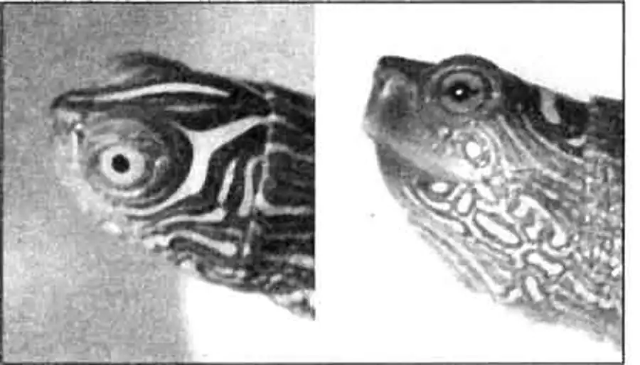 Слева голова миссисипской географической черепахи, справа — ложной. Обратите внимание на рисунок радужной оболочки глаза (светлое кольцо вокруг зрачка). Слева голова миссисипской географической черепахи, справа — ложной. Обратите внимание на рисунок радужной оболочки глаза (светлое кольцо вокруг зрачка).