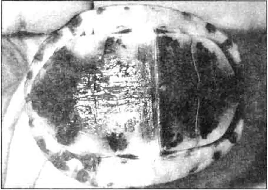 Пластрон куор имеет шарнирные связки. Пластрон куор имеет шарнирные связки.