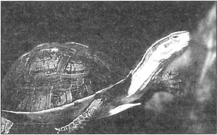 Амбоинская куора.