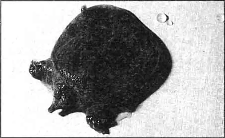 У мягкотелых черепах оригинальная внешность. На фото — молодой китайский трионикс. У мягкотелых черепах оригинальная внешность. На фото — молодой китайский трионикс.