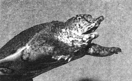 Даже маленькая мягкотелая черепашка пытается кусаться. Хорошо виден хоботок с ноздрями и три когтя на передней лапе. Сейчас этот китайский трионикс живет у моего старинного друга и «крестного отца» от аквариумистики — М. Д. Махлина. Даже маленькая мягкотелая черепашка пытается кусаться. Хорошо виден хоботок с ноздрями и три когтя на передней лапе. Сейчас этот китайский трионикс живет у моего старинного друга и «крестного отца» от аквариумистики — М. Д. Махлина.