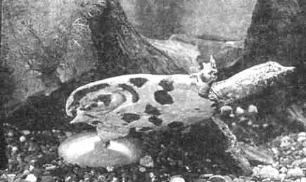 Несмотря на все усилия, определить этого трионикса мне не удалось. Привезли черепах из Вьетнама в начале 90-х годов. Прожили они у меня несколько лет, выросли до 15 см, но почти не потеряли оригинальную яркую окраску пластрона: из оранжевой она стала ярко-желтой. Несмотря на все усилия, определить этого трионикса мне не удалось. Привезли черепах из Вьетнама в начале 90-х годов. Прожили они у меня несколько лет, выросли до 15 см, но почти не потеряли оригинальную яркую окраску пластрона: из оранжевой она стала ярко-желтой.