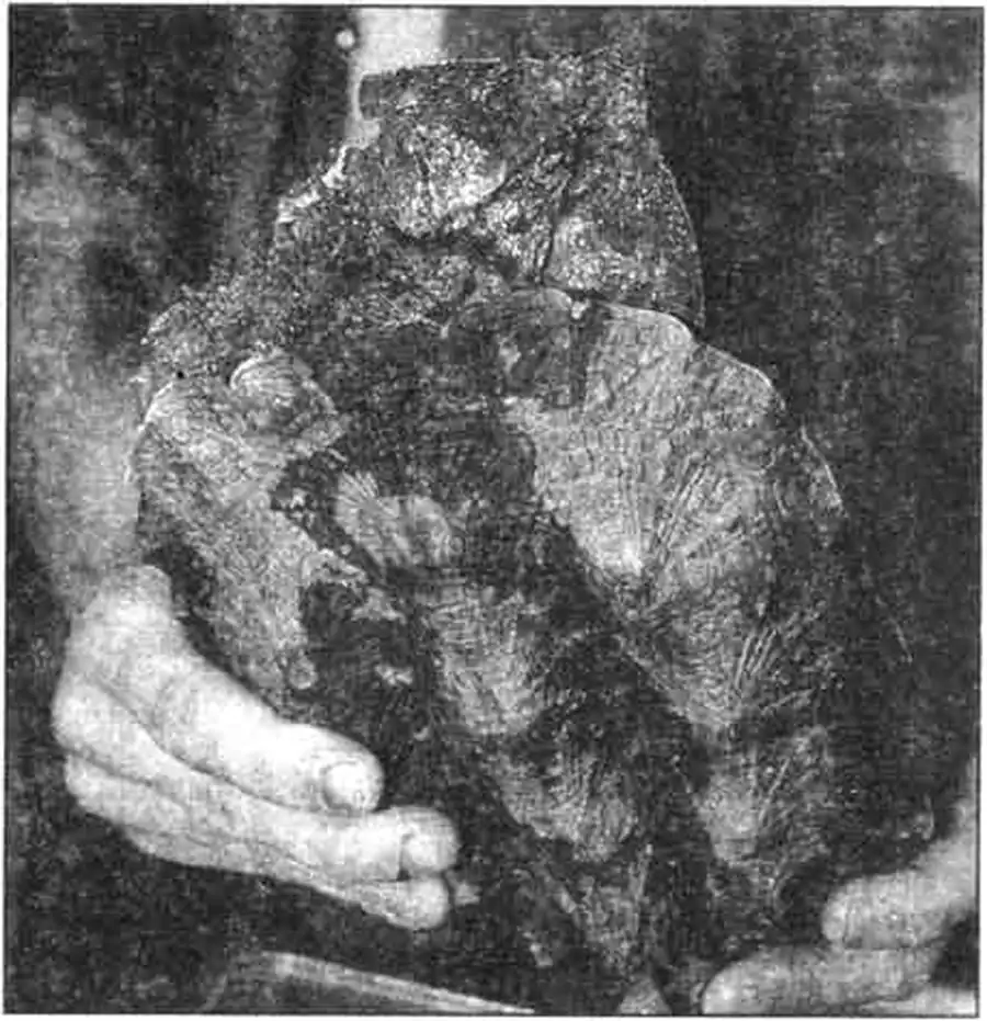 Достаточно крупный экземпляр матаматы. Вид со спины.