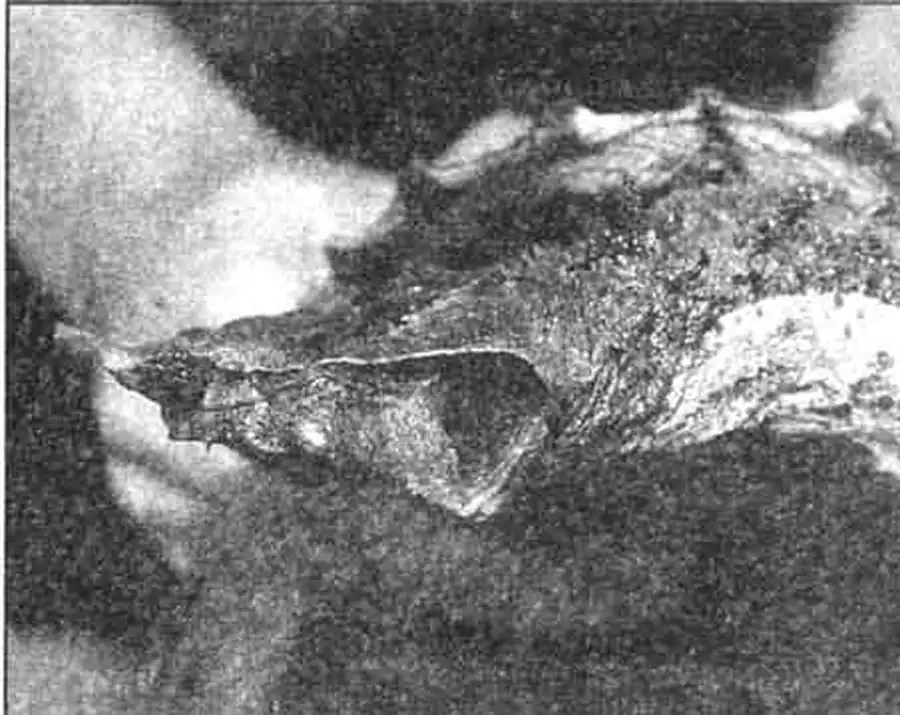 Голова матаматы — сплошная загадка. Попробуйте найти рот, глаз, 