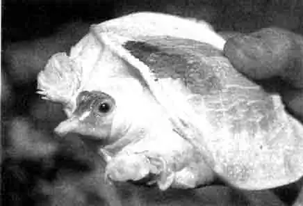  Полный альбинос флоридского трионикса (Trionyx ferox) Среди черепах редко встречаются альбиносы