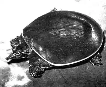 Восточный колючий трионикс (Trionyx spiniferus). Окраска этолй мягкотелой черепахи с возрастом темнеет, а узор почти полностью исчезает