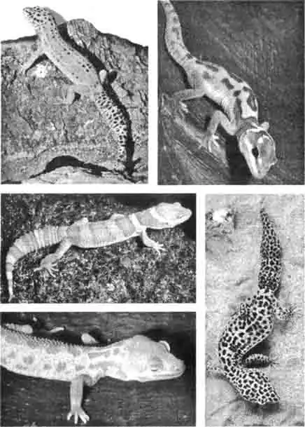  Цветовые формы пятнистного эублефара (Eublepharus macularius)