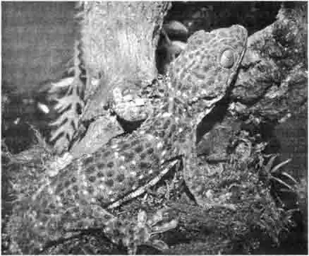 Токи, или токей (Gekko gecko) Токи, или токей (Gekko gecko)