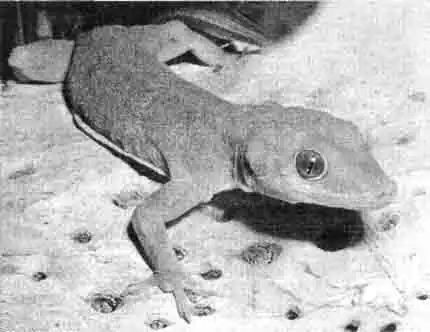 Золотистая фельзума (Phelsuma laticauda) Золотистая фельзума (Phelsuma laticauda)