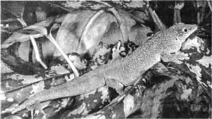 Фельзума Стэндина (Phelsuma standingi) Фельзума Стэндина (Phelsuma standingi)