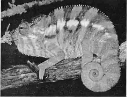 Пантеровый хамелеон (Chamaeleo pardalis)
