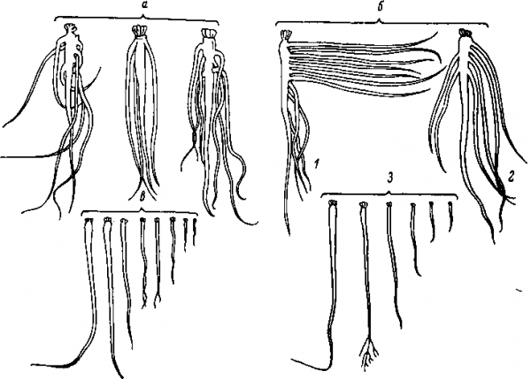 Изменение формы корневой системы кок-сагыза в зависимости от условий выращивания