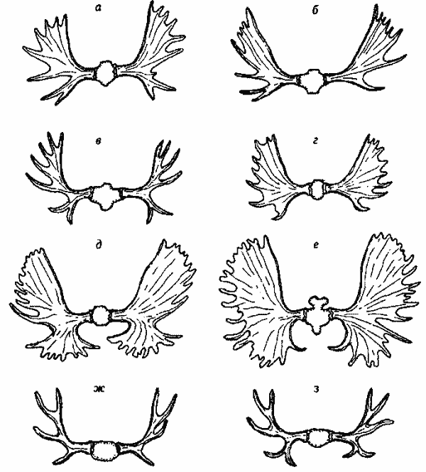 Форма рогов восточносибирских 