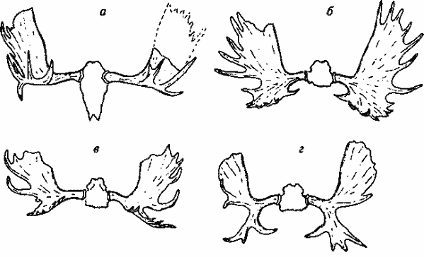 Рога ископаемых и субфоссильных лосей, близких к американским.