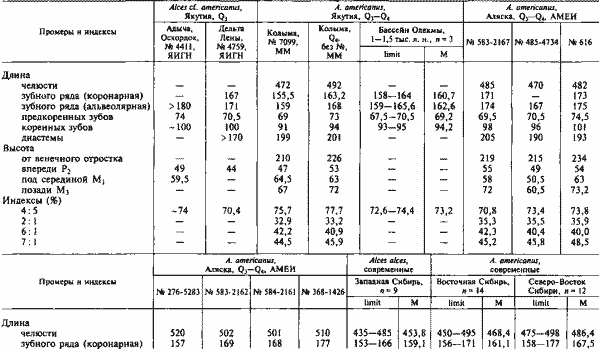 Размеры нижних челюстей настоящих лосей, мм