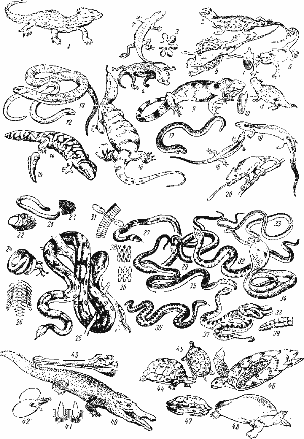 Современные пресмыкающиеся: