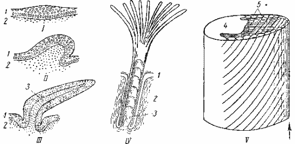 Схема развития пера